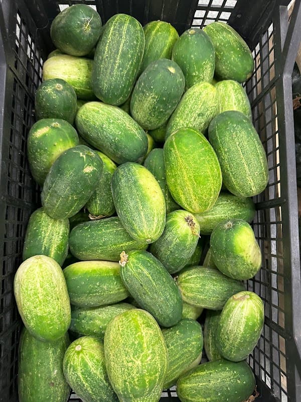 Exotic bangla market